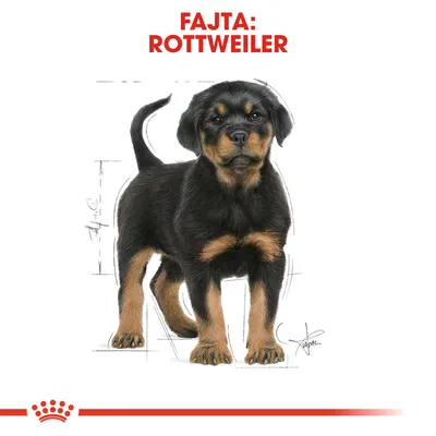 Fajta: Rottweiler felirat, illusztráció egy fekete-barna rottweiler kölyökkutyáról fehér háttéren.