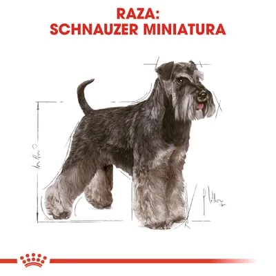 Ilustración de un perro con texto visible: RAZA: SCHNAUZER MINIATURA. Fondo blanco, líneas de medidas alrededor del perro. Logotipo de Royal Canin en la parte inferior.