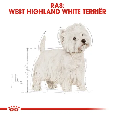 Tekst: RAS: WEST HIGHLAND WHITE TERRIËR. Afbeelding van een West Highland White Terriër hond met witte vacht, staand in profiel.