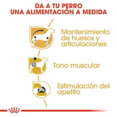 Da a tu perro una alimentación a medida: mantenimiento de huesos y articulaciones, tono muscular, estimulación del apetito. Texto e iconos explicativos para perros.
