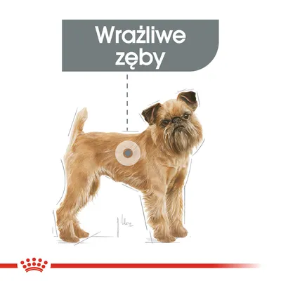 Ilustracja psa z napisem „Wrażliwe zęby” nad głową, wskazującym na problem zdrowotny związany z uzębieniem.