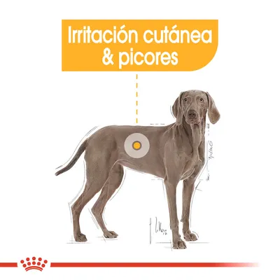 Ilustración de perro con círculo en el costado y texto: Irritación cutánea & picores. Indica zona afectada por problemas de piel.