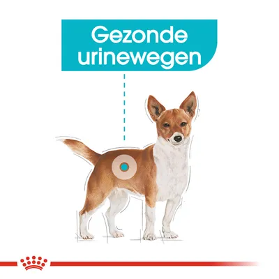 Gezonde urinewegen
