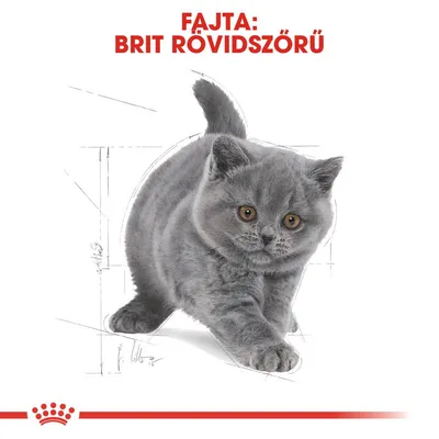 Fajta: Brit rövidszőrű – szürke cica illusztrációja, felette piros betűkkel a fajtanév látható.