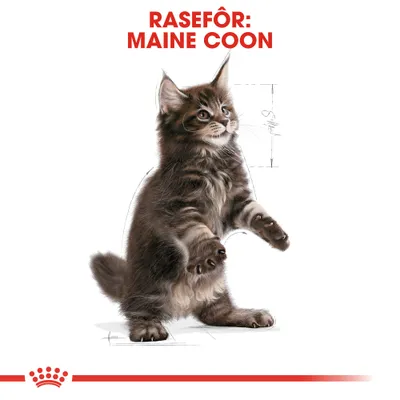 Royal Canin Maine Coon Kitten