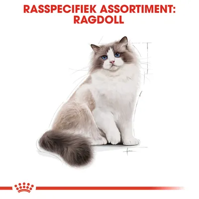 Rasspecifiek assortiment: Ragdoll. Afbeelding van een Ragdoll kat, bedoeld voor rasspecifieke producten.