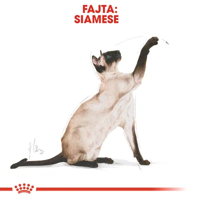FAJTA: SIAMESE felirat, illusztráció egy sziámi macskáról felemelt manccsal, fehér háttéren, alul piros díszítő csíkkal és koronával.