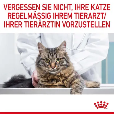 Не забывайте регулярно показывать вашу кошку ветеринару. Логотип Royal Canin внизу справа.