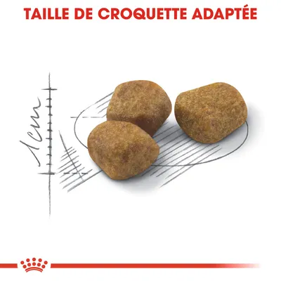Taille de croquette adaptée, trois croquettes montrées sur un schéma avec indication 1 cm pour illustrer la dimension.
