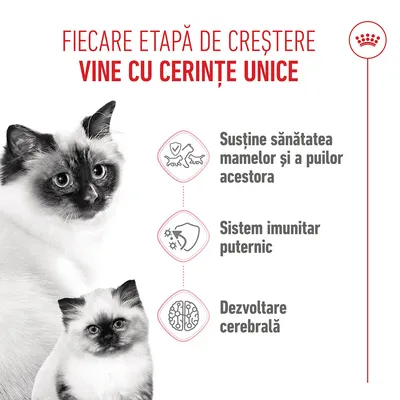 Grafic cu trei puncte: susținere a sănătății mamelor și puilor, sistem imunitar puternic, dezvoltarea creierului. Text în limba română. Grafic cu trei puncte: susținere a sănătății mamelor și puilor, sistem imunitar puternic, dezvoltarea creierului. Text în limba română.