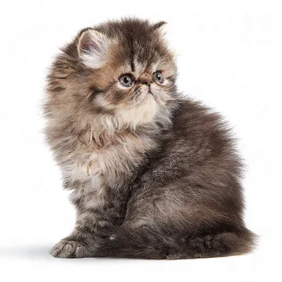 Chaton à poil long, pelage brun et crème, assis de profil sur fond blanc. Aucun accessoire ou texte visible.