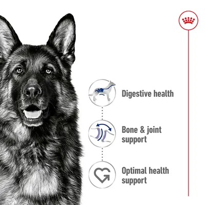 Εικονίδια με αγγλικά κείμενα: Digestive health, Bone & joint support, Optimal health support. Εμφανίζεται το σήμα Royal Canin.