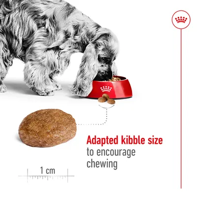 Image shows adapted kibble size of approximately 1 cm to encourage chewing, with a pet eating from a bowl and text highlighting the benefit.