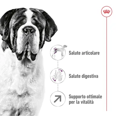 Cane di razza San Bernardo con tre icone e testi: Salute articolare, Salute digestiva, Supporto ottimale per la vitalità. Simbolo corona rossa in alto a destra.