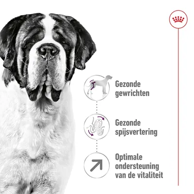 Gezonde gewrichten, gezonde spijsvertering, optimale ondersteuning van de vitaliteit – drie voordelen met pictogrammen naast een Sint-Bernardhond. Royal Canin kroon symbool rechtsboven.