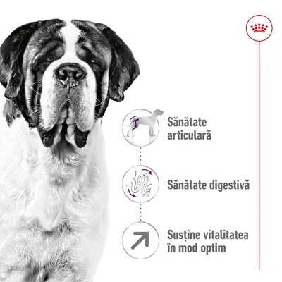 Sănătate articulară, sănătate digestivă, susține vitalitatea în mod optim – text vizibil lângă imaginea unui câine de talie mare alb cu maro.