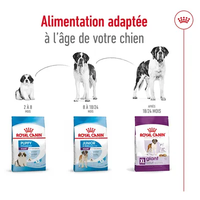 Alimentation adaptée à l’âge de votre chien : Royal Canin Puppy 2–8 mois, Junior Giant 8–18/24 mois, XL Giant Adult après 18/24 mois. Trois sacs visibles avec chiens illustrés.