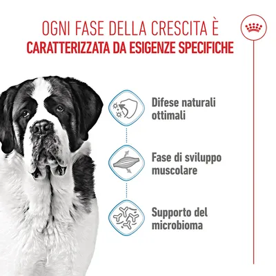 Royal Canin Giant Junior Crocchette per cane