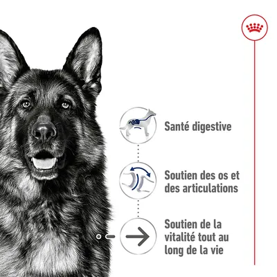 Santé digestive, soutien des os et des articulations, soutien de la vitalité tout au long de la vie affichés à côté d’un chien. Symbole Royal Canin en haut à droite.