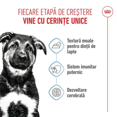 Grafic cu un câine și trei simboluri: textură moale pentru dinții de lapte, sistem imunitar puternic, dezvoltarea creierului. Text în limba română despre cerințele unice ale fiecărei etape de creștere. Grafic cu un câine și trei simboluri: textură moale pentru dinții de lapte, sistem imunitar puternic, dezvoltarea creierului. Text în limba română despre cerințele unice ale fiecărei etape de creștere.