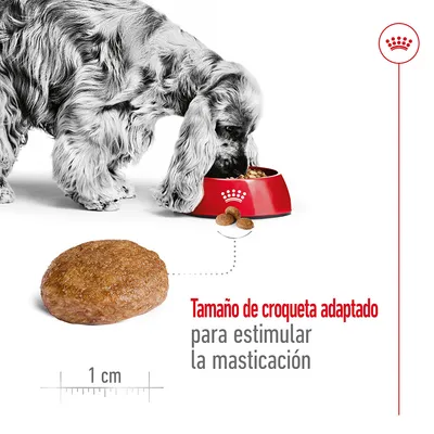 Perro comiendo croquetas de pienso en cuenco rojo. Croqueta ampliada con tamaño de 1 cm. Texto: Tamaño de croqueta adaptado para estimular la masticación.
