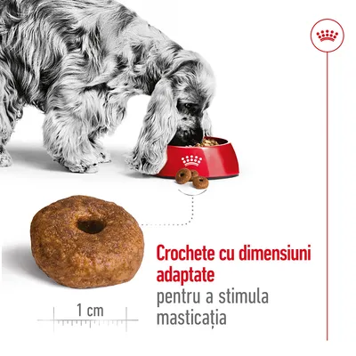 Câine mâncând din bol roșu, crochetă rotundă de 1 cm prezentată separat. Text: Crochete cu dimensiuni adaptate pentru a stimula masticația.