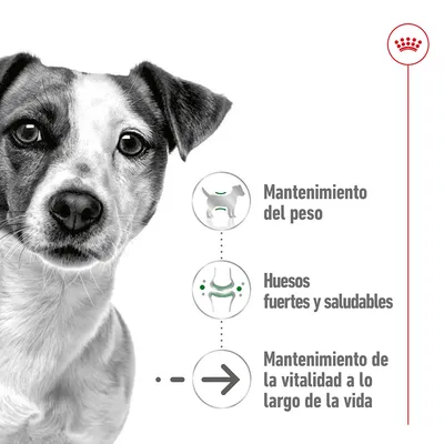 Mantenimiento del peso, huesos fuertes y saludables, mantenimiento de la vitalidad a lo largo de la vida. Tres iconos explicativos junto a un perro de pelaje claro.