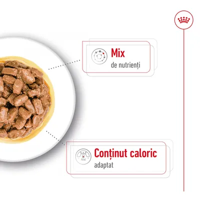 Hrană umedă pentru animale pe farfurie, cu text vizibil: Mix de nutrienți, Conținut caloric adaptat.