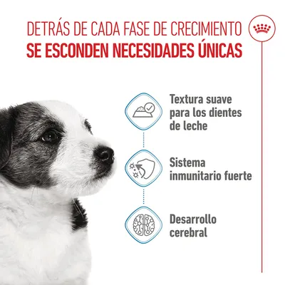 Royal Canin Mini Puppy en salsa Royal Canin Mini Puppy en salsa
