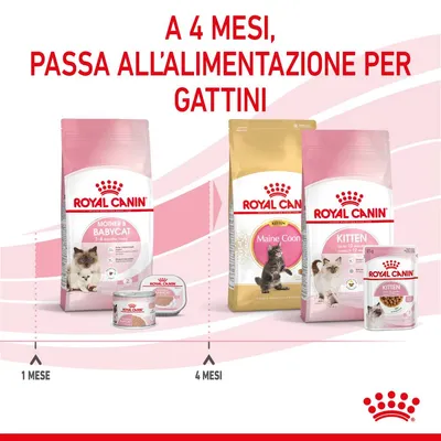 A 4 mesi, passa all'alimentazione per gattini. Royal Canin Mother & Babycat 1–4 mesi, Royal Canin Maine Coon Kitten e Kitten fino a 12 mesi. Indicazioni: 1 mese, 4 mesi.