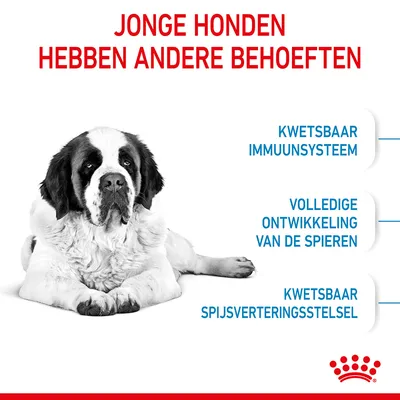 JONGE HONDEN HEBBEN ANDERE BEHOEFTEN. Kwetsbaar immuunsysteem, volledige ontwikkeling van de spieren, kwetsbaar spijsverteringsstelsel. Royal Canin merk zichtbaar.