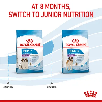 Feeding guide showing to switch from Royal Canin Giant Puppy food at 8 months to Royal Canin Giant Junior food for ages 8-18/24 months. Timeline starts at 2 months.