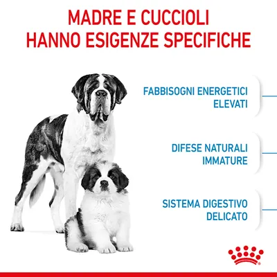 Madre e cuccioli hanno esigenze specifiche: fabbisogni energetici elevati, difese naturali immature, sistema digestivo delicato. Due cani visibili. Marchio Royal Canin in basso a destra.