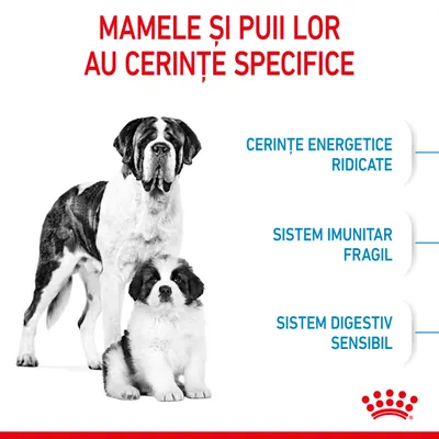 MAMELE ȘI PUII LOR AU CERINȚE SPECIFICE: cerințe energetice ridicate, sistem imunitar fragil, sistem digestiv sensibil. Imagine cu câine adult și pui. Siglă Royal Canin.