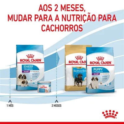 Aos 2 meses, mudar para a nutrição para cachorros. Royal Canin Starter Mother & Babydog 1–2 meses, Puppy Rottweiler, Puppy Giant 2–8 meses. Indicação de transição alimentar.