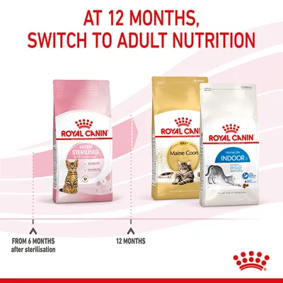 Feeding guide showing to switch from kitten food after sterilisation at 6 months to adult nutrition at 12 months, with images of Royal Canin Sterilised, Maine Coon, and Indoor bags.