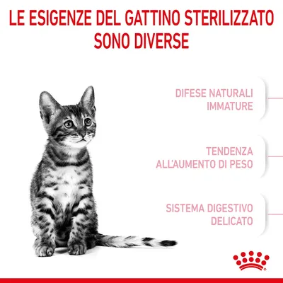 Le esigenze del gattino sterilizzato sono diverse: difese naturali immature, tendenza all’aumento di peso, sistema digestivo delicato. Marchio Royal Canin visibile.