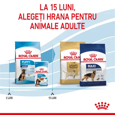 La 15 luni, alegeți hrana pentru animale adulte. Pachete Royal Canin Puppy Maxi 2–15 luni și Royal Canin Adult Labrador Retriever, Maxi Adult. Marcaje la 2 luni și 15 luni.