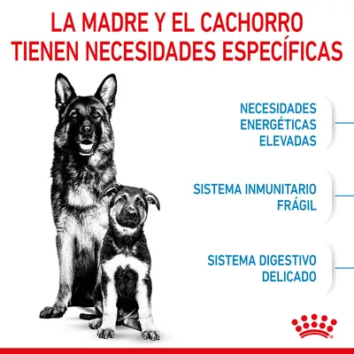 La madre y el cachorro tienen necesidades específicas: necesidades energéticas elevadas, sistema inmunitario frágil, sistema digestivo delicado. Texto en español.