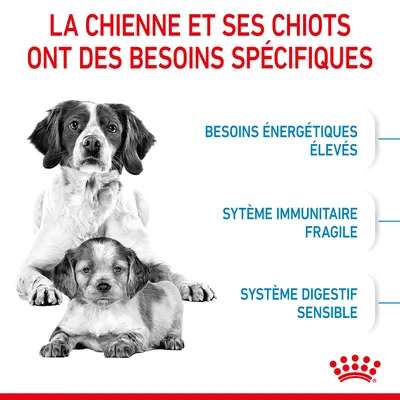 La chienne et ses chiots ont des besoins spécifiques : besoins énergétiques élevés, système immunitaire fragile, système digestif sensible. Texte en français (fr_BE).