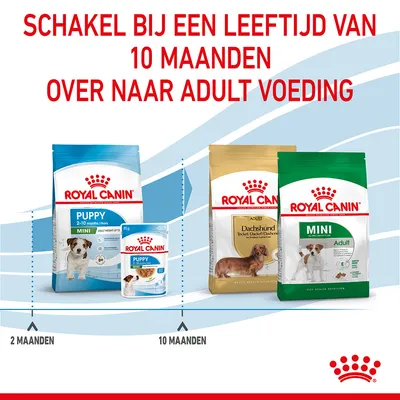 Schakel bij een leeftijd van 10 maanden over naar adult voeding. Royal Canin Puppy Mini 2–10 maanden, daarna Royal Canin Adult Dachshund of Mini Adult. Overgang op 10 maanden.