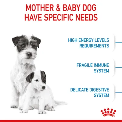 Image lists specific needs: high energy levels requirements, fragile immune system, and delicate digestive system for mother and baby dog.