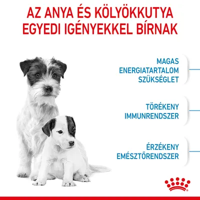 Az anya és kölyökkutya egyedi igényekkel bírnak. Magas energiatartalom szükséglet, törékeny immunrendszer, érzékeny emésztőrendszer. Royal Canin márka.