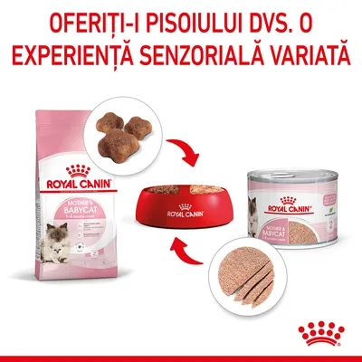 Royal Canin Mother & Babycat 1–4 months: pachet hrană uscată, conservă și bol roșu cu logo. Text vizibil: Oferiți-i pisoiului dvs. o experiență senzorială variată.