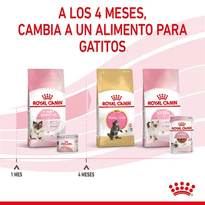 A los 4 meses, cambia a un alimento para gatitos. Royal Canin Mother & Babycat 1–4 meses, luego Royal Canin Kitten Maine Coon y Royal Canin Kitten desde 4 meses.