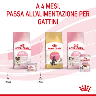 A 4 mesi, passa all’alimentazione per gattini. Royal Canin Mother & Babycat da 1 a 4 mesi; dal 4° mese Royal Canin Kitten e Maine Coon Kitten. Testo e prodotti visibili nell’immagine.