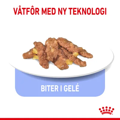 Royal Canin Indoor Sterilised 7+ i gelè