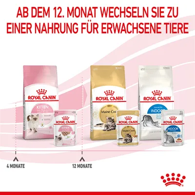 Royal Canin Fütterungsempfehlung: Kitten-Nahrung bis 12 Monate, danach Wechsel zu Adult-Nahrung für erwachsene Tiere. Produkte: Kitten, Maine Coon Adult, Indoor Adult.