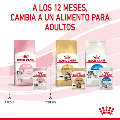 A los 12 meses, cambia a un alimento para adultos. Piensos y sobres Royal Canin Kitten hasta 12 meses; a partir de 12 meses, Royal Canin Maine Coon Adult e Indoor.