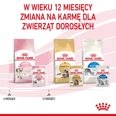 Royal Canin Kitten do 12 miesięcy, następnie zmiana na karmę Royal Canin Maine Coon Adult lub Indoor. Widoczne opakowania suchej i mokrej karmy dla kotów.